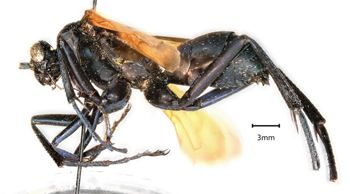 Media type: image;   Entomology 15807 Aspect: habitus lateral view